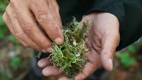 Reindeer lichen held in the hand