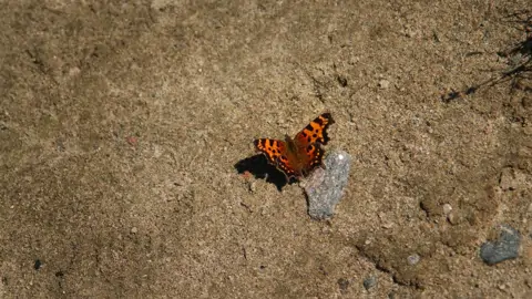 Comma butterfly