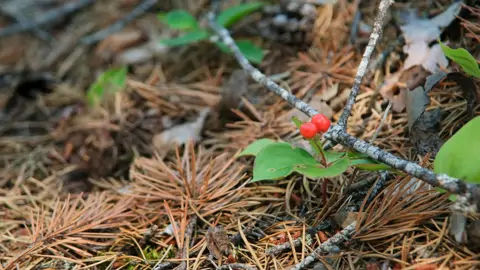 Bunchberry on the forest floor