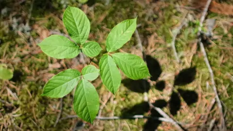 Close-up of forest leaves
