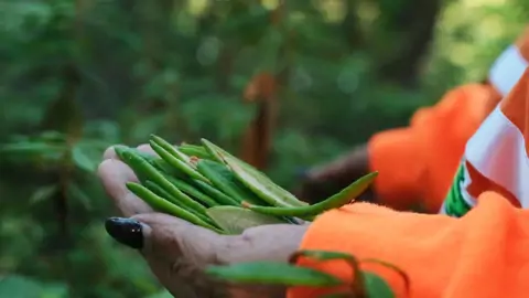 Labrador tea